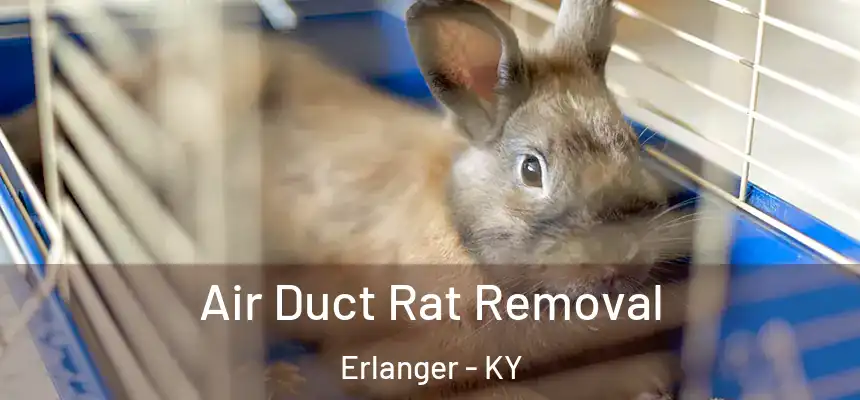  Air Duct Rat Removal Erlanger - KY